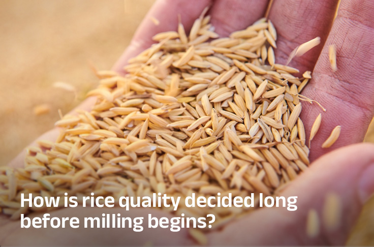 How is rice quality decided long before milling begins?